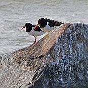 Eurasian Oystercatcher  "Haematopus ostralegus"